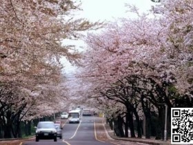 【WPT扑克】WPT韩国 | 樱你而来 赴春之约 济州岛游玩攻略之看樱花篇