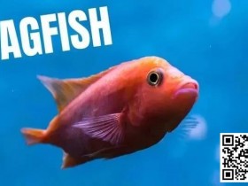 【WPT扑克】策略教学:你是一条紧凶的“鱼”吗?对照这7点看看