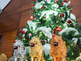 【WPT扑克】APT河内丨Chu Van Tien 胜出破纪录越南国家杯;APT超级豪客赛、神秘赏金赛皆大破纪录